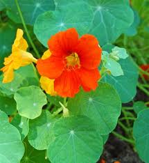 Capuchina como planta medicinal