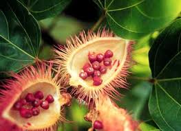 Achiote para la caida del cabello y la caspa
