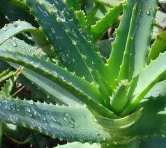 Propiedades medicinales del aloe vera