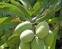 El mango como planta medicinal
