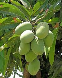 El mango como planta medicinal