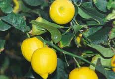 Recetas medicinales con las hojas del limón